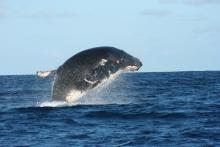 Humpbackwhale breaching- Vamizi Island, Quirimbas Archipelago, Mozambique