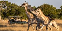 Little Makalolo, Hwange National Park, Zimbabwe