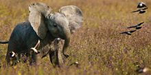 Mawe Ninga Camp, Tarangire National Park,Tanzania