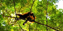 Masoala Forest Lodge, Masoala National Park, Madagascar