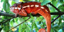 Masoala Forest Lodge, Masoala National Park, Madagascar