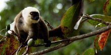 Masoala Forest Lodge, Masoala National Park, Madagascar