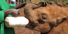 The Daphne Sheldrick Elephant Orphanage - Taste of Nairobi Tour, Kenya