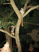 A pair of lemurs in a tree at Sakatia Lodge, Nosy Be, Madagascar (Mango Staff photo)