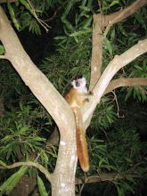 A lemur at Sakatia Lodge, Nosy Be, Madagascar (Mango Staff photo)