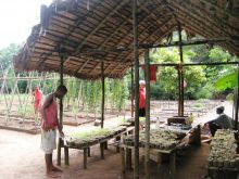 The produce garden used by the chefs at Sakatia Lodge, Nosy Be, Madagascar (Mango Staff photo)