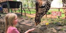 Giraffe Center