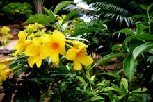 The gardens at Sakatia Lodge, Nosy Be, Madagascar (Mango Staff photo)