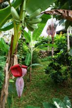 A banana tree at Sakatia Lodge, Nosy Be, Madagascar (Mango Staff photo)