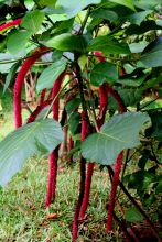 The gardens at Sakatia Lodge, Nosy Be, Madagascar (Mango Staff photo)