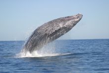 A whale breaching at Hotel Le Paradisier, Tulear, Madagascar