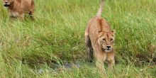 Zungulila Bushcamp, South Luangwa National Park, Zambia