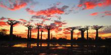 Sunset over the baobab trees at Palissandre Cote Ouest, Morondava, Madagascar