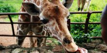 The Giraffe Center - Taste of Nairobi Tour, Kenya