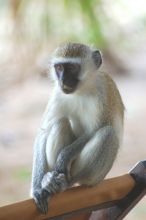 A furry visitor at Waterlovers, Diani Beach, Kenya