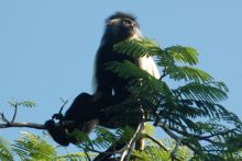 A furry visitor at Waterlovers, Diani Beach, Kenya