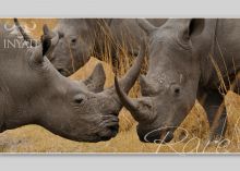 Inyati Safari Lodge, Sabi Sands Game Reserve, South Africa