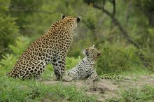 Inyati Safari Lodge, Sabi Sands Game Reserve, South Africa