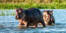 Hippos