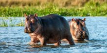 Hippos on the Zambezi