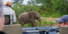 Thornybush Jackalberry Lodge