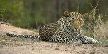 A leopard at Londolozi Granite Suites, Sabi Sands Game Reserve, South Africa