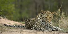 Sabi Sands Leopard