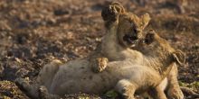 Zungulila Bushcamp, South Luangwa National Park, Zambia