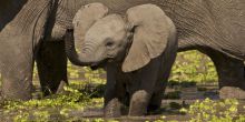 Zungulila Bushcamp, South Luangwa National Park, Zambia