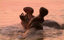 Kaingo Camp, South Luangwa National Park, Zambia