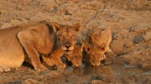 Kaingo Camp, South Luangwa National Park, Zambia