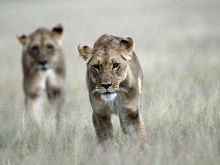 Kalahari Plains Camp, Central Kalahari Game Reserve, Bostwana