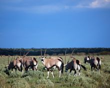 Kalahari Plains Camp, Central Kalahari Game Reserve, Bostwana