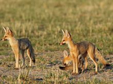 Kalahari Plains Camp, Central Kalahari Game Reserve, Bostwana