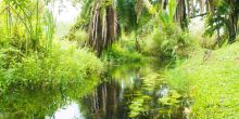 Kibale Forest Camp Swamp