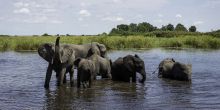 Elephants in water