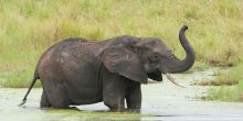 Kuro Tarangire - Tarangire River Elephant