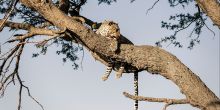  Kusini Camp - viewing wildlife