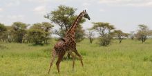 Kusini Camp, Serengeti National Park, Tanzania