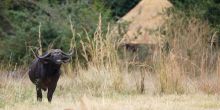 Kuyenda Bush Camp, South Luangwa National Park, Zambia