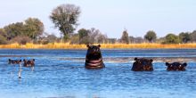 Kwara Camp, Okavango Delta, Botswana