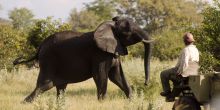 Elephants at Lebala Camp, Linyati Wetlands, Botswana