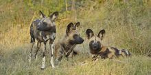 Wild dogs at Lebala Camp, Linyati Wetlands, Botswana