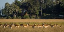 Kwetsani Camp, Okavango Delta, Botswana