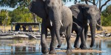 Little Makalolo, Hwange National Park, Zimbabwe