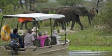 Spotting a herd of elephants while on a boat safari at Lake Manze Tented Camp, Selous National Park, Tanzania