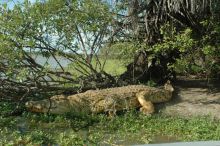 A crocodile escapes into the water at Lake Manze Tented Camp, Selous National Park, Tanzania