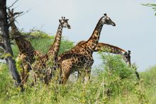 A herd of giraffes at Lake Manze Tented Camp, Selous National Park, Tanzania