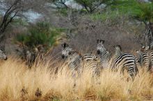 A herd of zebras at Lake Manze Tented Camp, Selous National Park, Tanzania