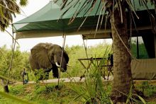 An elephant visits one of the guest tents at Lake Manze Tented Camp, Selous National Park, Tanzania